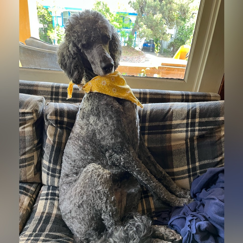 Charles Barkley esq. Poodle extrodinaire!